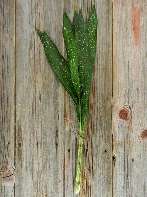 MILKY WAY ASPIDISTRA GREENS